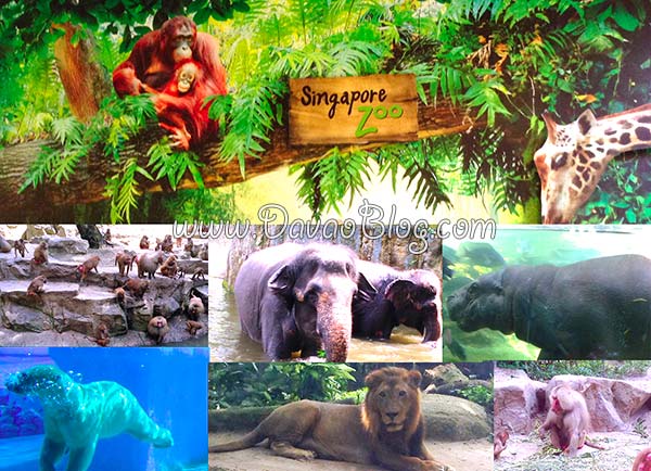 The Best About Singapore Zoo
