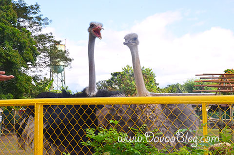 Ostrich-2-crocodile-Davao-Crocodile-Park-Davao-City-Tourist-Spots