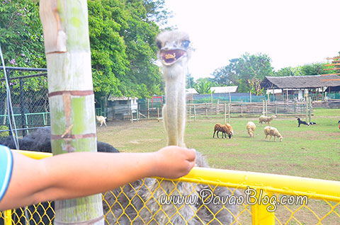 Ostrich-crocodile-Davao-Crocodile-Park-Davao-City-Tourist-Spots