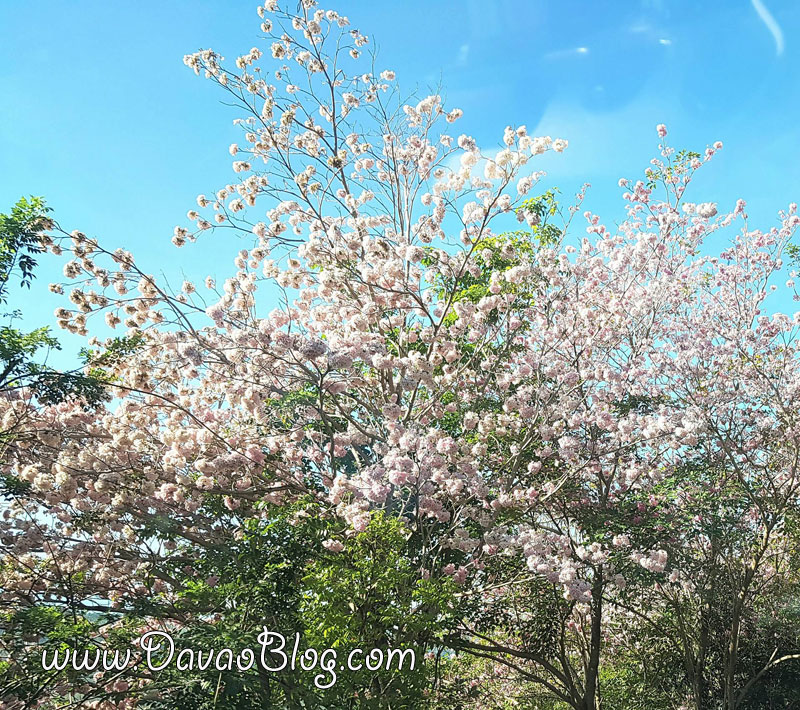 cherry-blossoms-in-cagayan-de-oro-mindanao-philippines-pink-trees-pink-trumphets