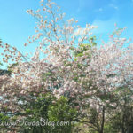 cherry-blossoms-in-cagayan-de-oro-mindanao-philippines-pink-trees-pink-trumphets