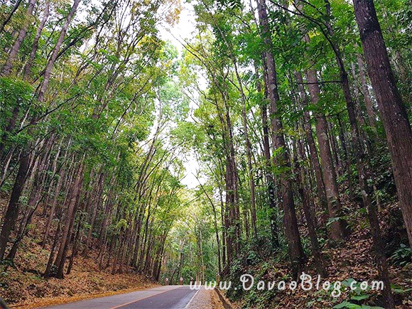 Bohol-Tourist-Spot-Bohol-Man-Made-Forest