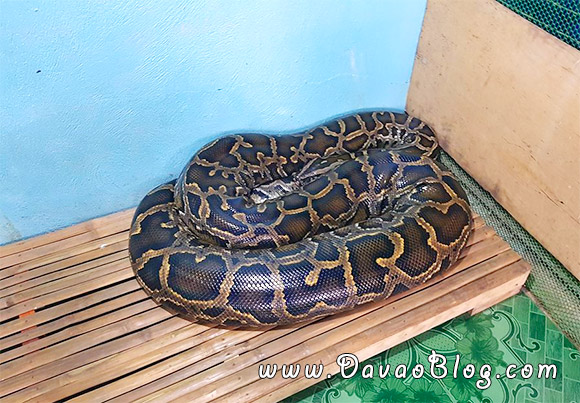Bohol-Tourist-Spot-Bohol-PythonWildlife-Biggest-Snake-2