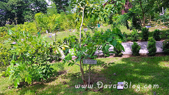 Botanical-Garden-Marfori-Heights-Davao-City-3