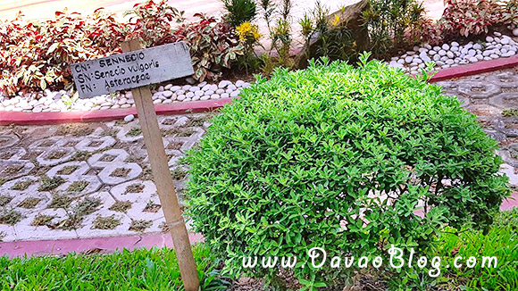 Botanical-Garden-Marfori-Heights-Davao-City-4