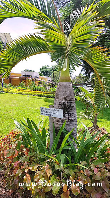 Botanical-Garden-Marfori-Heights-Davao-City-6