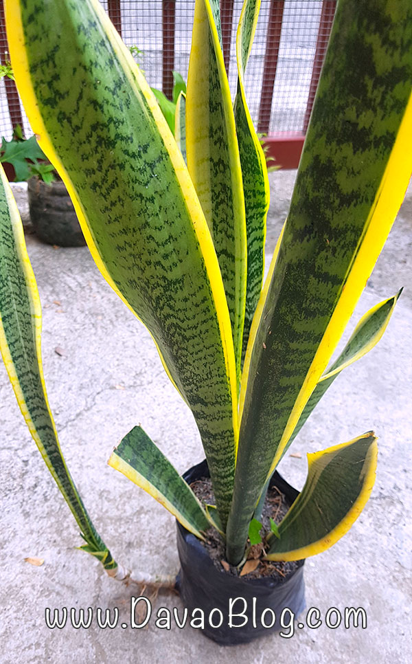 Replanting Snake Plant or also called as  Mother in law’s tongue