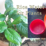 Rice-Water-BEST-Organic-Plant-Fertilizer