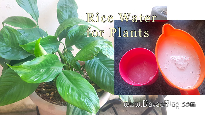 Rice Water – BEST Organic Plant Fertilizer